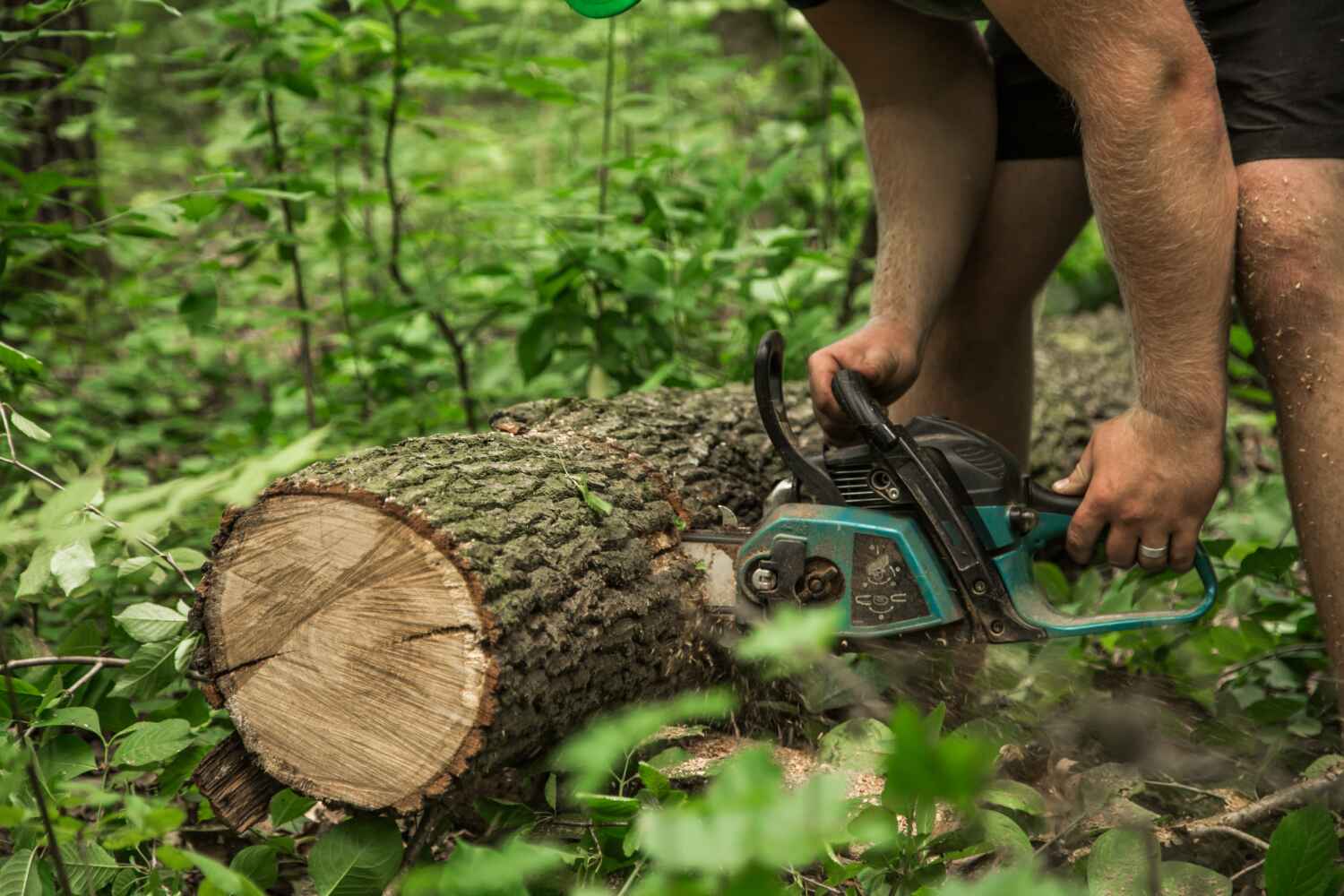 University City, MO Tree Service Company